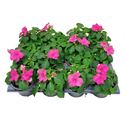 Afbeelding van Impatiens P9 Pink